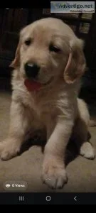 AKC Golden Retriever puppies