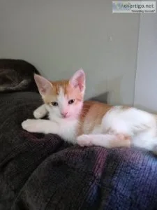 Kittens