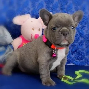 Joyful French Bulldog Puppies For Sale