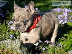 Two Healthy French Bulldog Bulldog Puppies