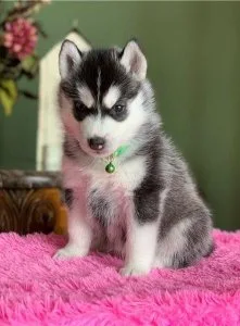 Fantastic Siberian husky puppies for sale