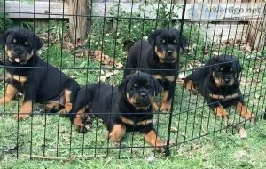 Fabulous Rottweiler Puppies Ready