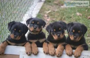 Blue Gorgios Rottweiler puppies for sale