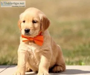 Golden Retriever puppies for sale