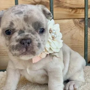 Excellent French Bulldog Puppies