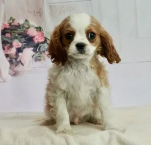 Reasonable Cavalier King Charles puppies for good homes