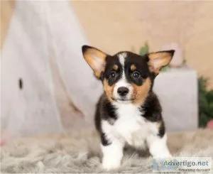 Pembroke Welsh Corgis are energetic