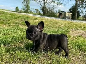Clean French Bullsof Puppies for sale
