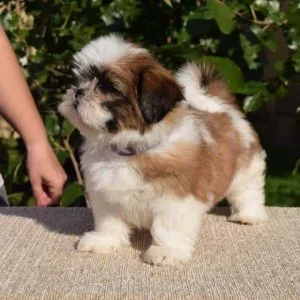 Shih Tzu Puppies