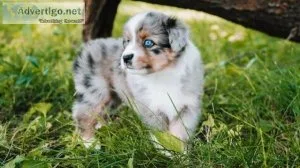 Miniature Australian shepherd
