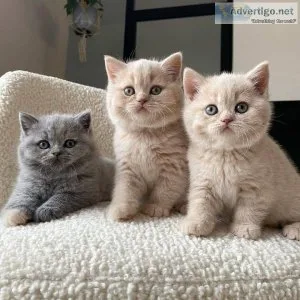 Adorable British Shorthair kittens available for rehoming to goo