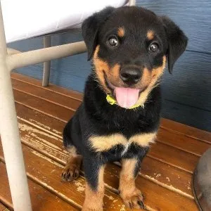 Teddy Gorgios Rottweiler puppies for sale