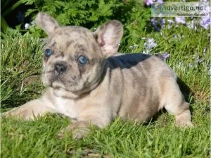 Purebred French Bulldog Puppies