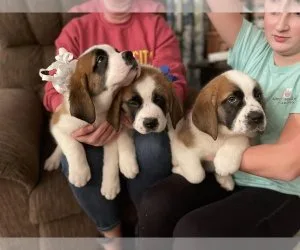 absolutely HOME trained SAINT BERNARD Pups