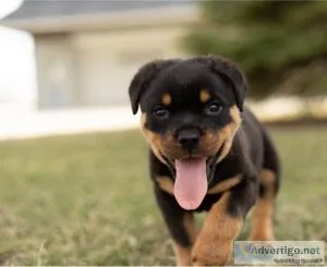 Henry Gorgios Rottweiler puppies for sale