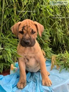 Presa Canario