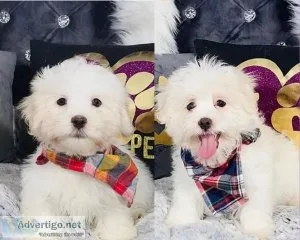Maltipoo Puppies