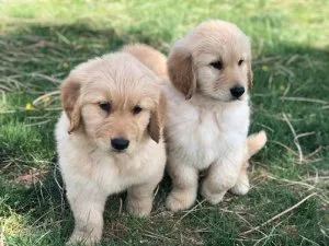 AKC registered Golden Retriever