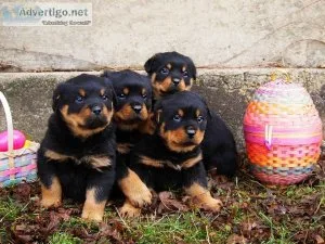 Quality and Affectionate Rottweiler Puppies Ready
