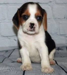 Remarkable beagle puppies for sale