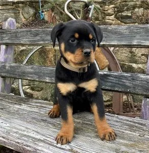 Oliver Gorgios Rottweiler puppies for sale