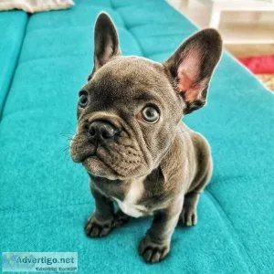AKC French Bulldog Puppies Now Available
