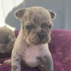 Beautiful French Bulldog Puppies Available