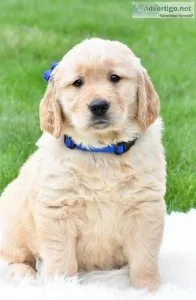 wonderful.Golden Retriever for sale