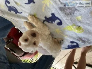 Schnauzer puppies for sale