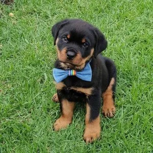 King Gorgios Rottweiler puppies for sale