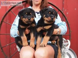 Amazing and Cute Rottweiler Puppies Ready