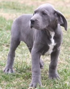 Super Great Dane puppies available