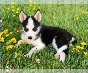 full energy Blue eyes Husky pups for sale
