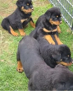 Awesome and Joyful Rottweiler Puppies 