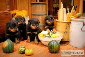 Incredible and Loving Rottweiler Puppies Ready 