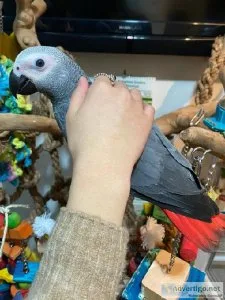 Sweet and lovely African grey parrots for sale