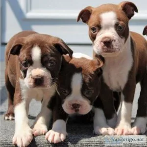 Excellent Boston Terrier puppies for sale