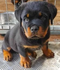 Zeus Gorgios Rottweiler puppies for sale