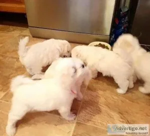 Male and 2 females.Maltase Puppies