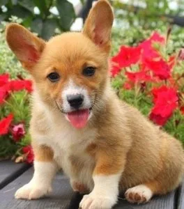 Excellent Pembroke welsh corgi puppies for sale