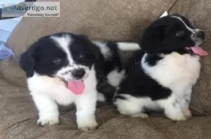 Clever Border Collie puppies
