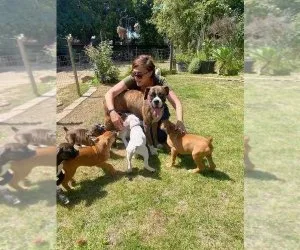 Beautiful AKC registered boxer puppies available now