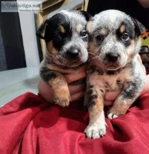 Blue heeler puppies