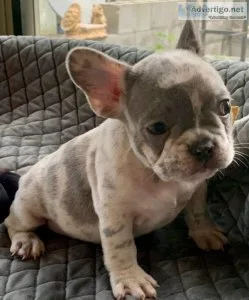 ADORABLE FRENCH BULLDOG PUPPIES