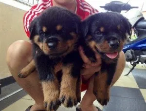 Duke Gorgios Rottweiler puppies for sale