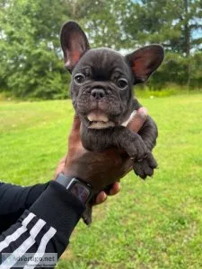 Healthy french bulldog pup for sale