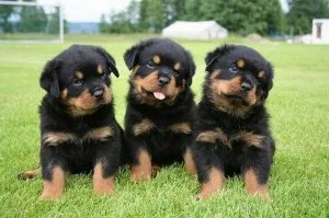 Beau Gorgios Rottweiler puppies for sale