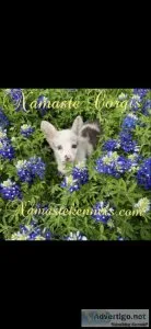 Corgis cardigans Pembroke sand americans