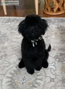Goldendoodles