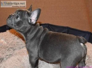 Amazing french bulldog puppies for sale